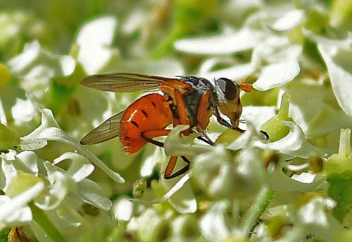 Subclytia rotundiventris